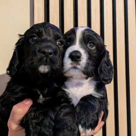 Working Cocker Spaniel