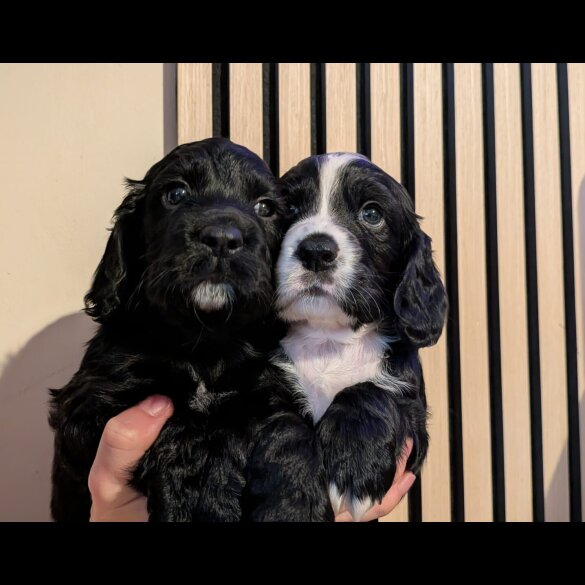 Working Cocker Spaniel