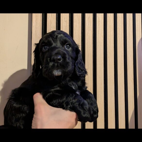 Working Cocker Spaniel