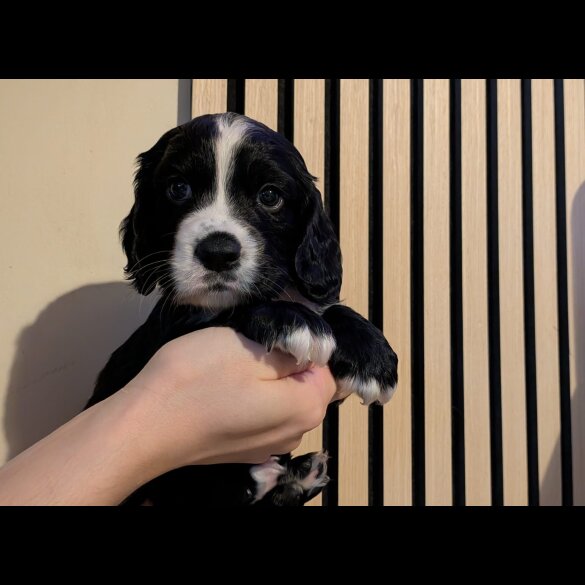 Working Cocker Spaniel