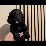 Working Cocker Spaniel