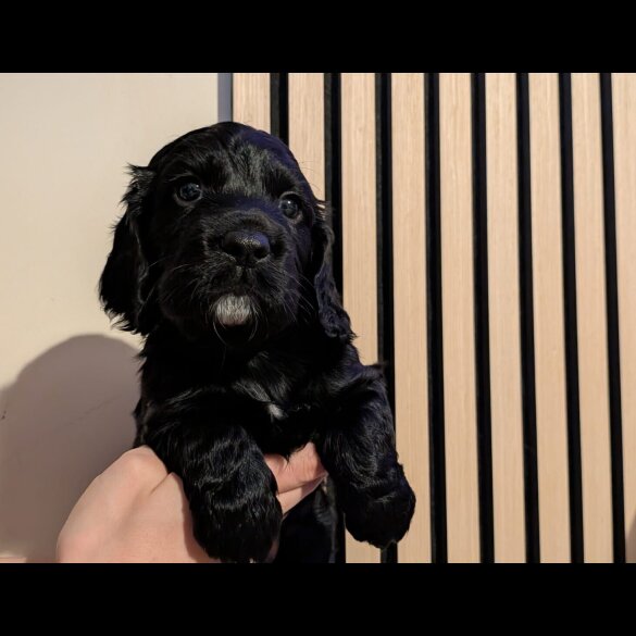 Working Cocker Spaniel