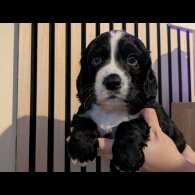 Working Cocker Spaniel