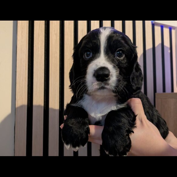Working Cocker Spaniel