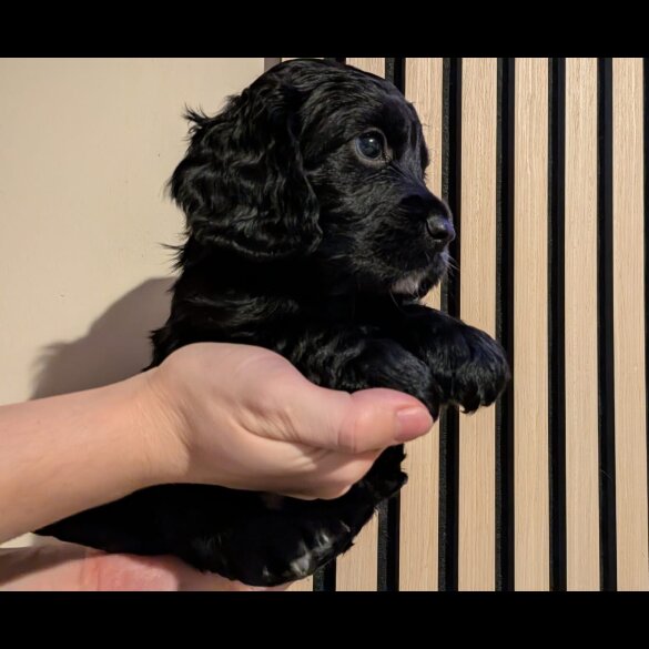 Working Cocker Spaniel