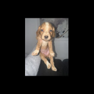 Working Cocker Spaniel