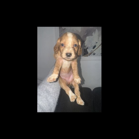Working Cocker Spaniel