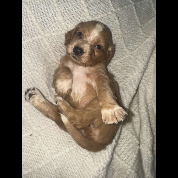 Working Cocker Spaniel