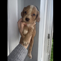 Working Cocker Spaniel