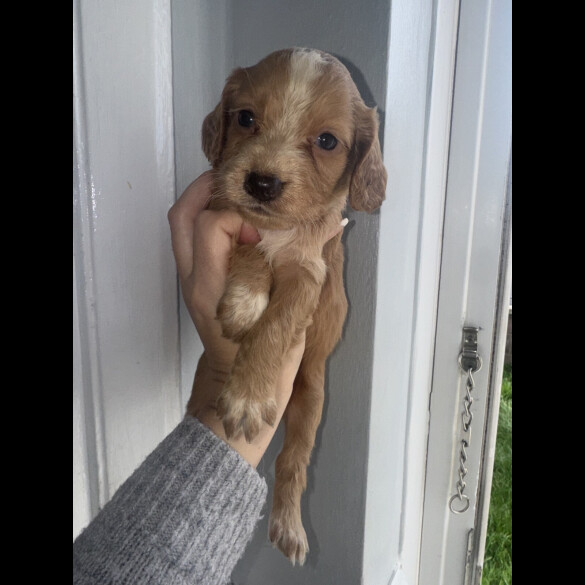 Working Cocker Spaniel