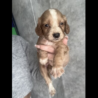Working Cocker Spaniel