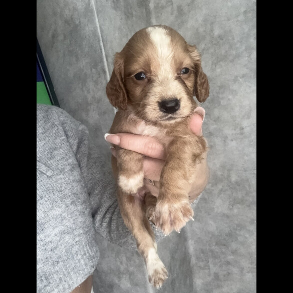 Working Cocker Spaniel