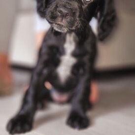 Working Cocker Spaniel - Both
