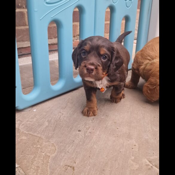 Working Cocker Spaniel