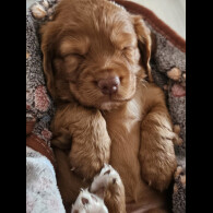 Working Cocker Spaniel