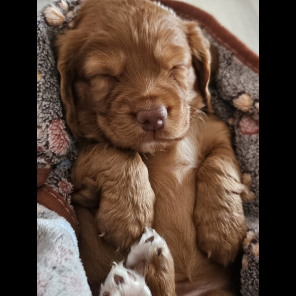 Working Cocker Spaniel