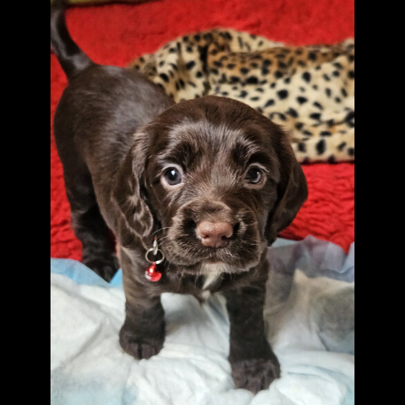 Working Cocker Spaniel