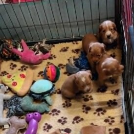 Working Cocker Spaniel