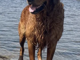 Golden Retriever