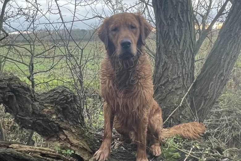 Golden Retriever
