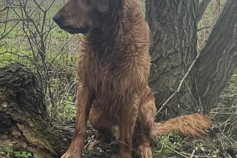 Golden Retriever