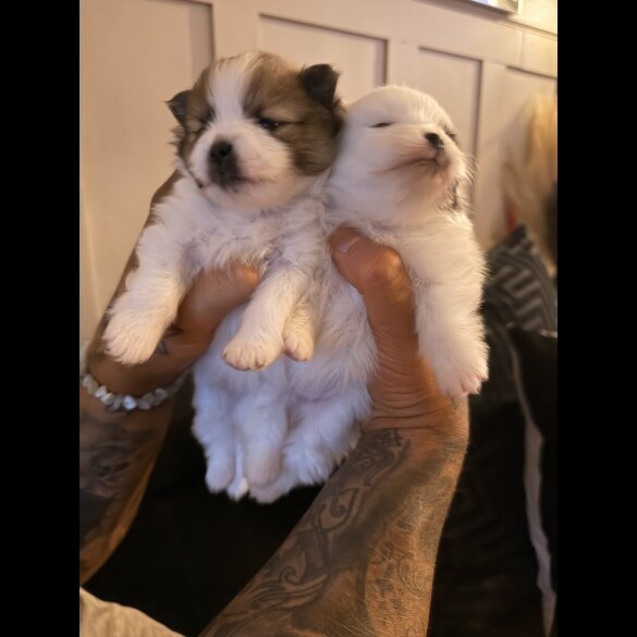Pomeranian