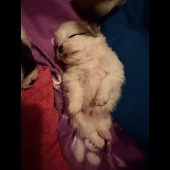 Pomeranian