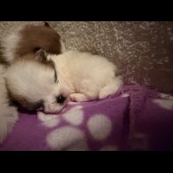 Pomeranian