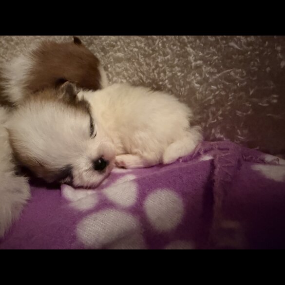 Pomeranian
