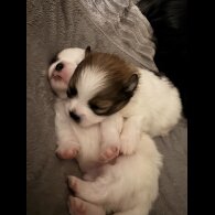 Pomeranian