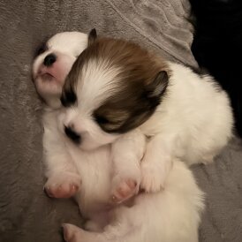 Pomeranian