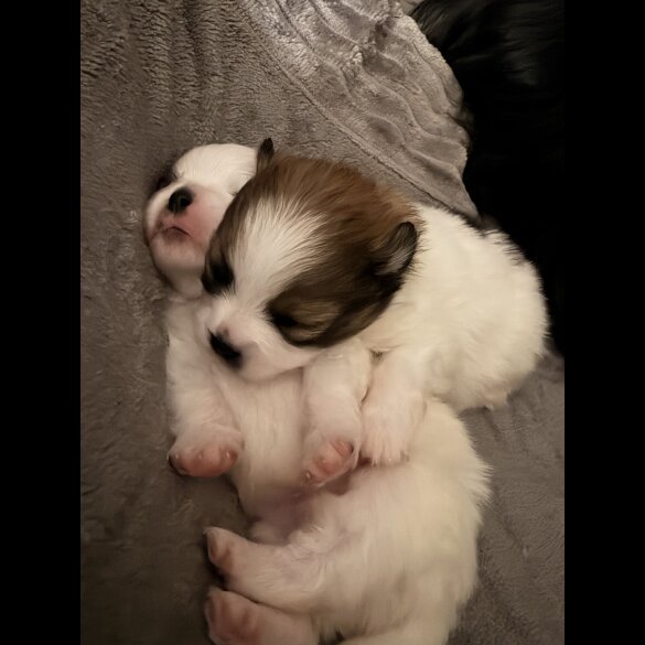 Pomeranian