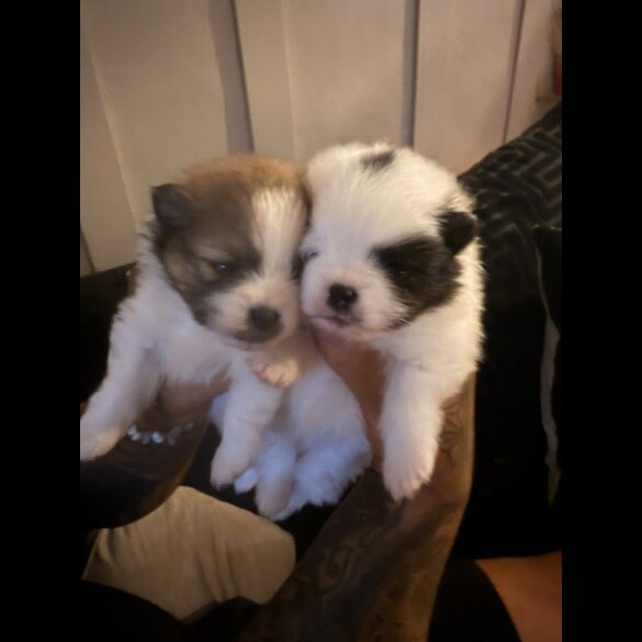 Pomeranian