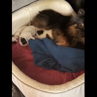 Pomeranian