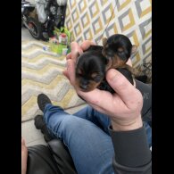 Yorkshire Terrier