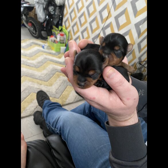 Yorkshire Terrier