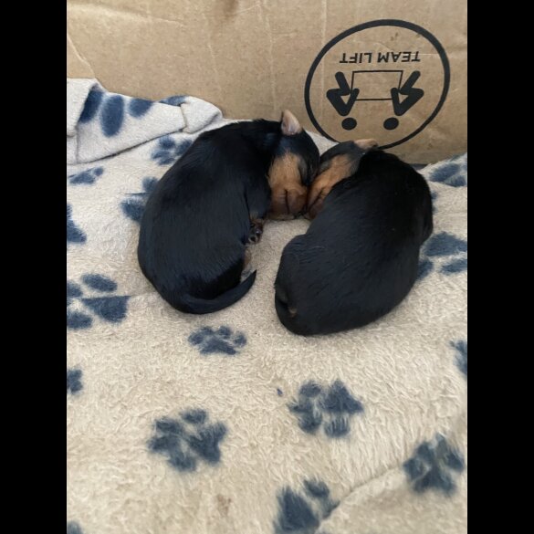 Yorkshire Terrier