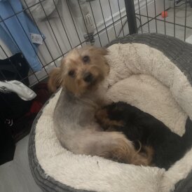 Yorkshire Terrier
