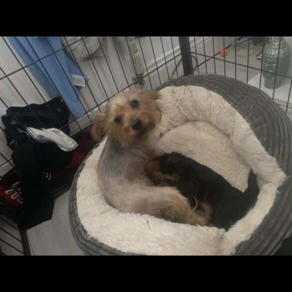 Yorkshire Terrier