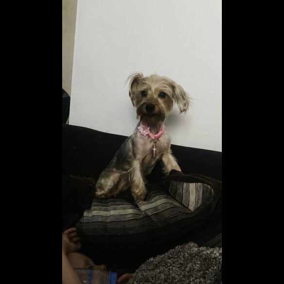 Yorkshire Terrier