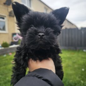 Yorkshire Terrier - Dogs