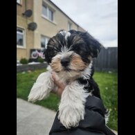 Yorkshire Terrier - Both