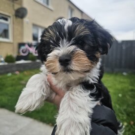 Yorkshire Terrier - Both