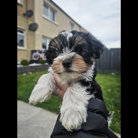 Yorkshire Terrier - Both