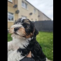 Yorkshire Terrier - Both