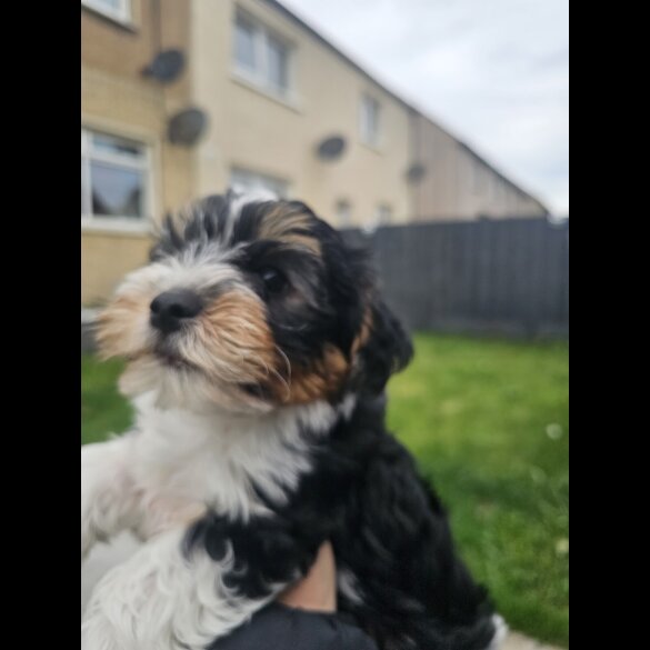 Yorkshire Terrier - Both