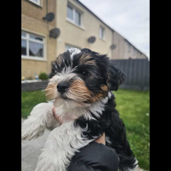 Yorkshire Terrier - Both