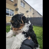 Yorkshire Terrier - Both