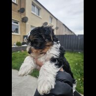 Yorkshire Terrier - Both