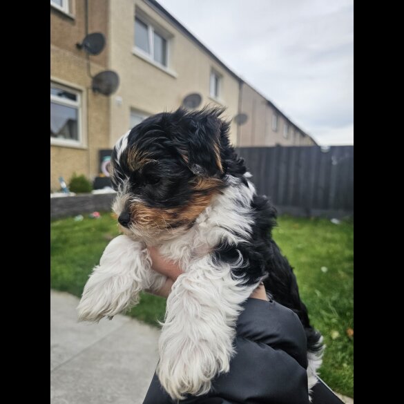 Yorkshire Terrier - Both